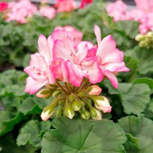 OPG Matea Ivček pelargonija stajaća